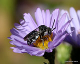Variegated cuckoo-bee sp. Epeolus fallax