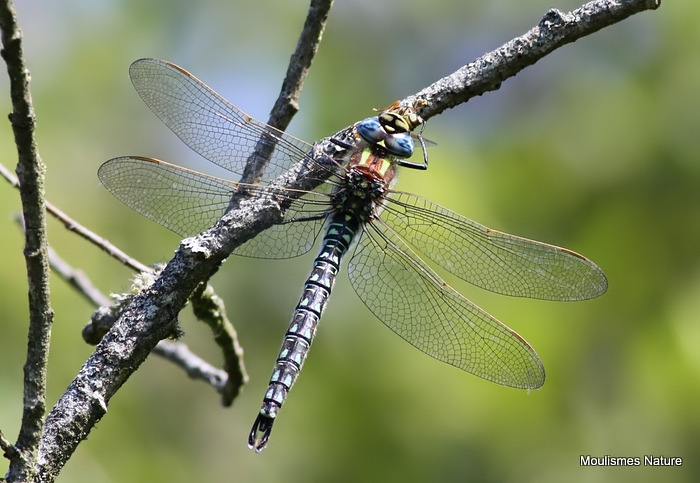 Hairy Dragonfly (Brachytron pratense) M