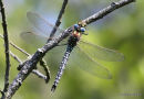 Hairy Dragonfly (Brachytron pratense) M