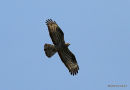 European Honey Buzzard (Pernis apivorus) F-Ad