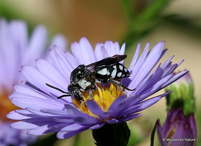 Variegated cuckoo-bee sp. Epeolus fallax