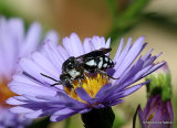 Variegated cuckoo-bee sp. Epeolus fallax