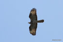 European Honey Buzzard (Pernis apivorus) F-Ad