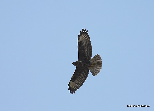 Buteo buteo juv