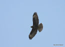 Buteo buteo juv