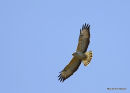 Buteo buteo juv