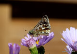 Oberthur's Grizzled Skipper (Pyrgus armoricanus)