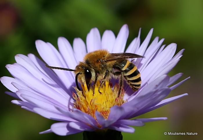 Hairy-saddled Colletes (Colletes fodiens)