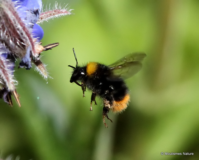 Early bumblebee (Bombus pratorum)
