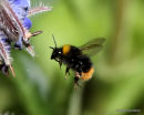 Early bumblebee (Bombus pratorum)
