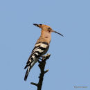 Eurasian Hoopoe (Upupa epops)