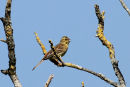 Yellowhammer (Emberiza citrinella) F