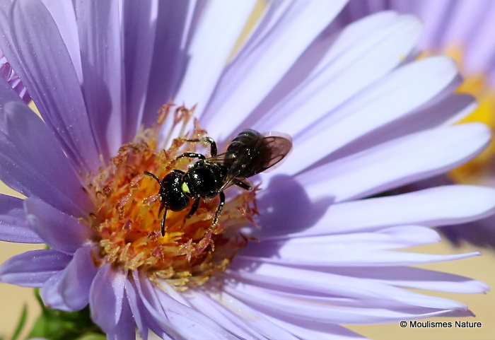 Small carpenter bee sp. Ceratina cucurbitina F