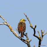 Yellowhammer (Emberiza citrinella) M