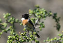 Common Stonechat (Saxicola torquatus) M