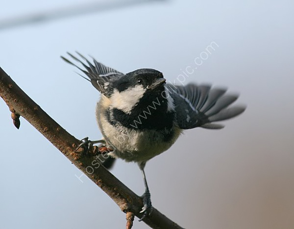 Coal Tit (Parus ater)