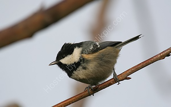 Coal Tit (Parus ater)