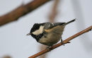 Coal Tit (Parus ater)