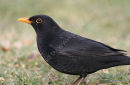 Common Blackbird (Turdus merula) M