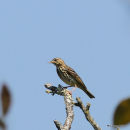 Tree Pipit (Anthus trivialis)