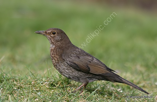 Common Blackbird (Turdus merula) F