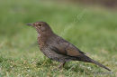 Common Blackbird (Turdus merula) F