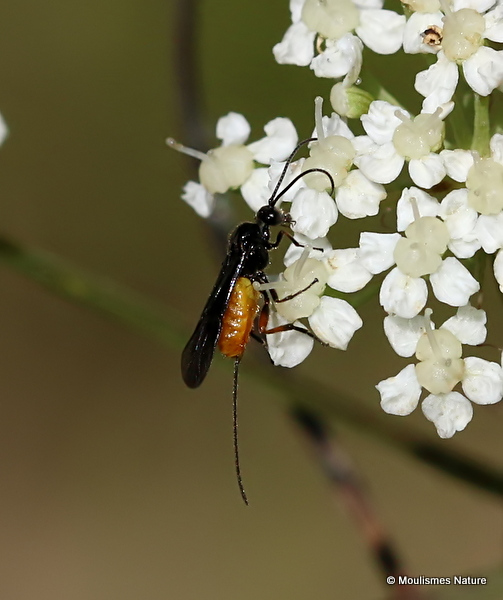 Atanycolus sp. (Braconid wasp sp.) F