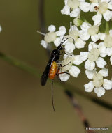 Atanycolus sp. (Braconid wasp sp.) F
