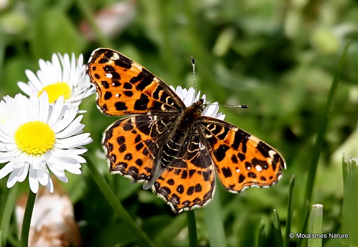 Map Butterfly (Araschnia levana)