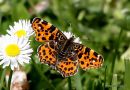 Map Butterfly (Araschnia levana)