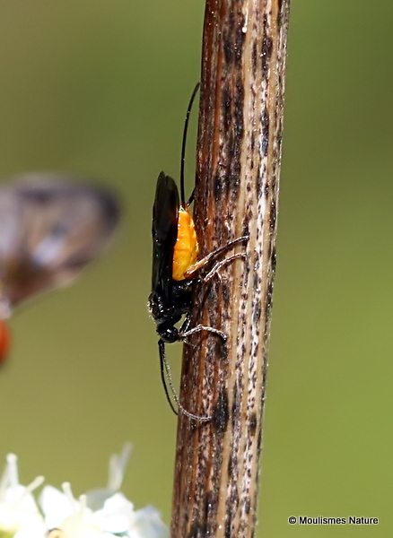 Atanycolus sp. (Braconid wasp sp.) F