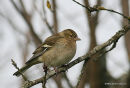Common Chaffinch (Fringilla coelebs) F
