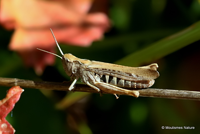 Lesser Field Grasshopper (Chorthippus m. mollis) M