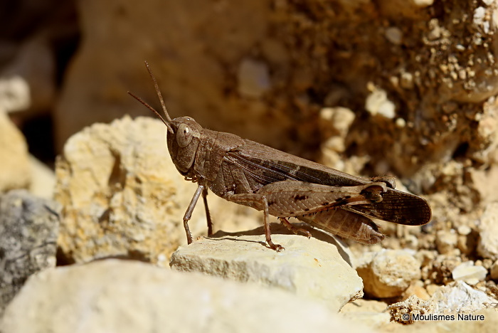 Aiolopus strepens M