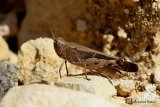 Aiolopus strepens M