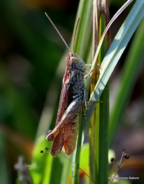 Bow-winged Grasshopper (Chorthippus biguttulus) M