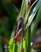 Bow-winged Grasshopper (Chorthippus biguttulus) M