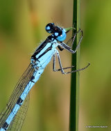 Common Blue Damselfly (Enallagma cyathigerum) M