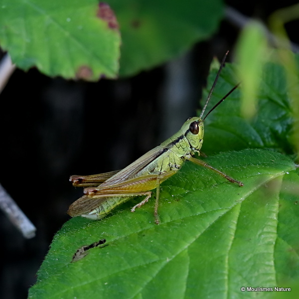 Leek Grasshopper (Mecostethus p. parapleurus) M