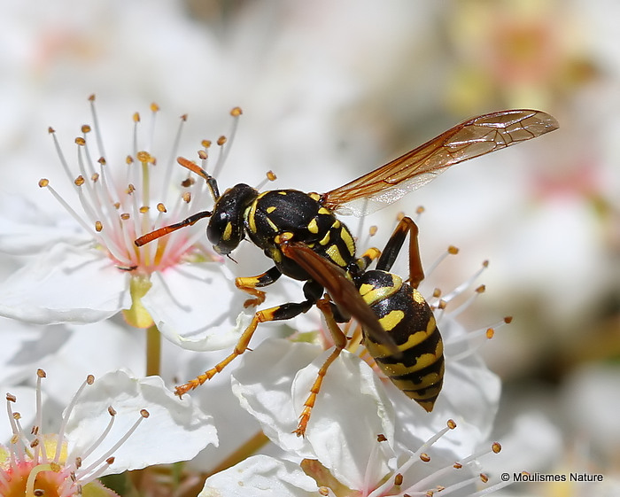 Polistes (Paper wasp) sp.