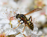 Polistes (Paper wasp) sp.