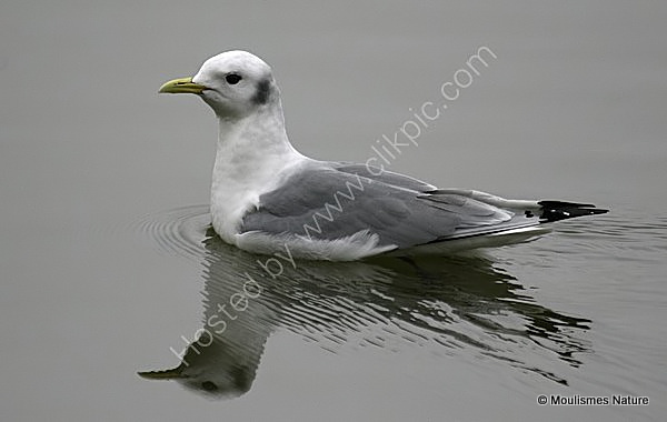 Kittiwake (Rissa tridactyla) Ad-W