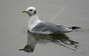 Kittiwake (Rissa tridactyla) Ad-W