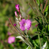 Epilobium hirsutum, Greater Willowherb