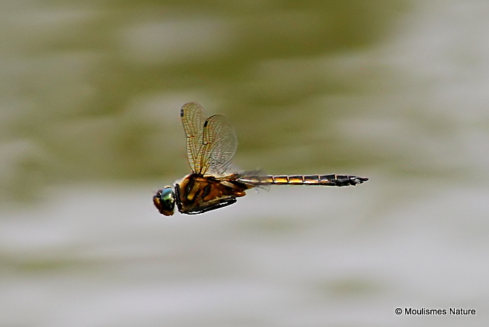 Baskettail (Epitheca bimaculata) M