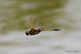 Baskettail (Epitheca bimaculata) M
