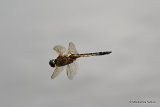 Baskettail (Epitheca bimaculata) M