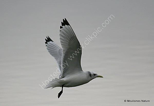 Kittiwake (Rissa tridactyla) Ad-W