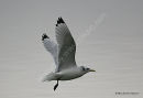 Kittiwake (Rissa tridactyla) Ad-W