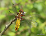 Broad-bodied Chaser (Libellula depressa) F